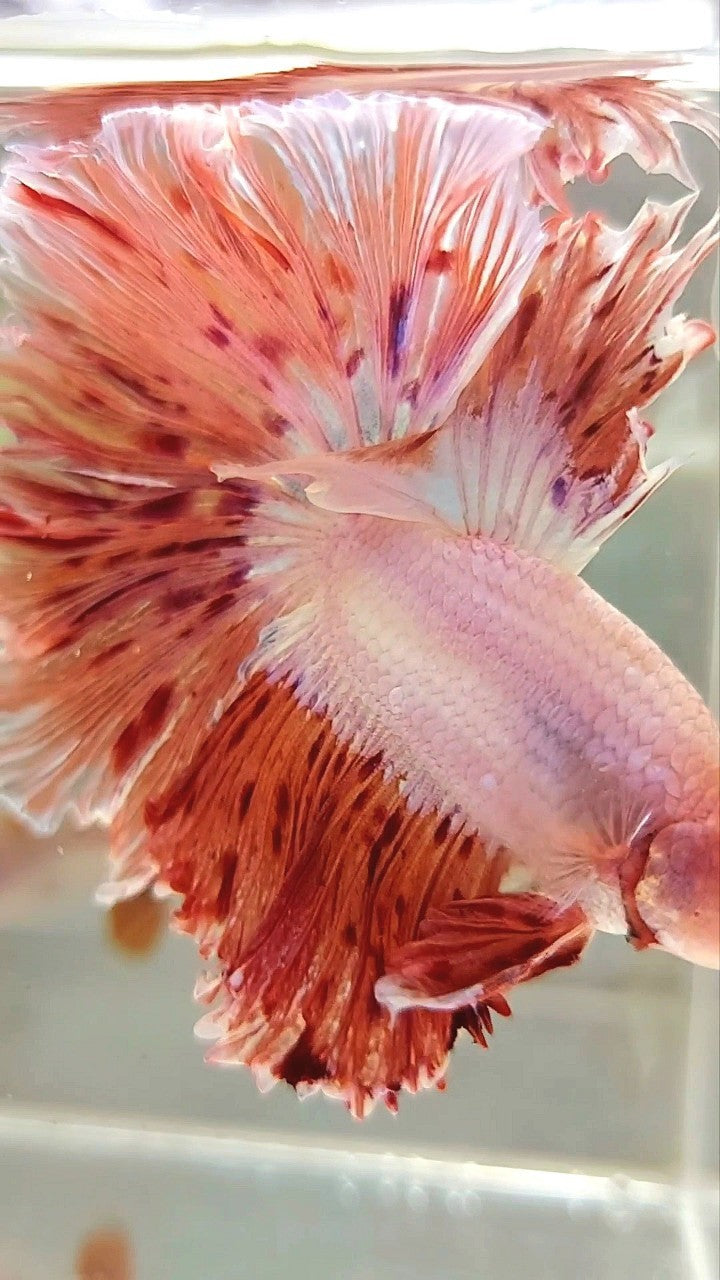 Vanda Color Betta XL HALFMOON CURLY ROSETAIL SUPER VANDA ARMAGEDDON PREMIUM BETTA FISH ...
