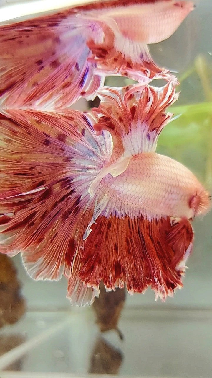 Vanda Color Betta XL HALFMOON CURLY ROSETAIL SUPER VANDA ARMAGEDDON PREMIUM BETTA FISH ...