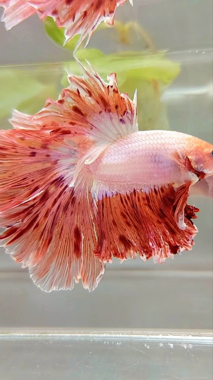 Vanda Color Betta XL HALFMOON CURLY ROSETAIL SUPER VANDA ARMAGEDDON PREMIUM BETTA FISH ...