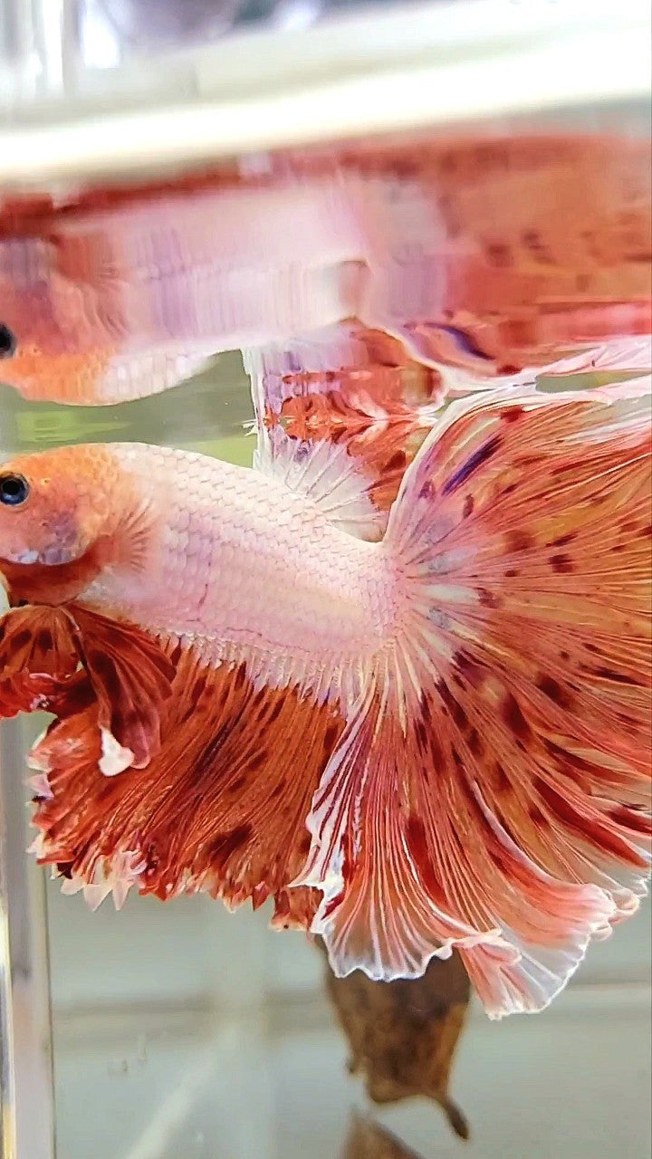 Vanda Color Betta XL HALFMOON CURLY ROSETAIL SUPER VANDA ARMAGEDDON PREMIUM BETTA FISH ...
