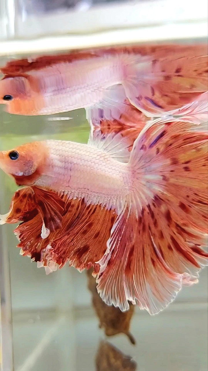 Vanda Color Betta XL HALFMOON CURLY ROSETAIL SUPER VANDA ARMAGEDDON PREMIUM BETTA FISH ...