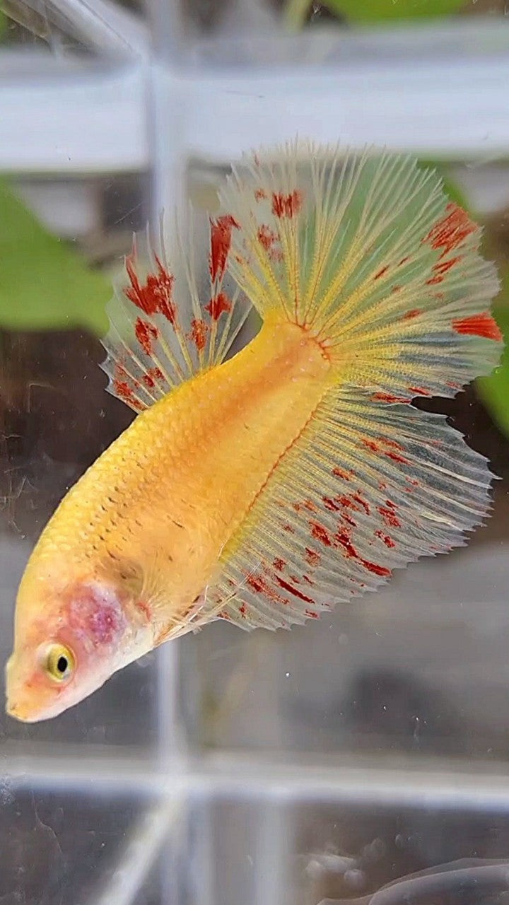 Vanda Color Betta FEMALE HALFMOON SUPER VANDA YELLOW BETTA FISH – Rare Betta Fish Store