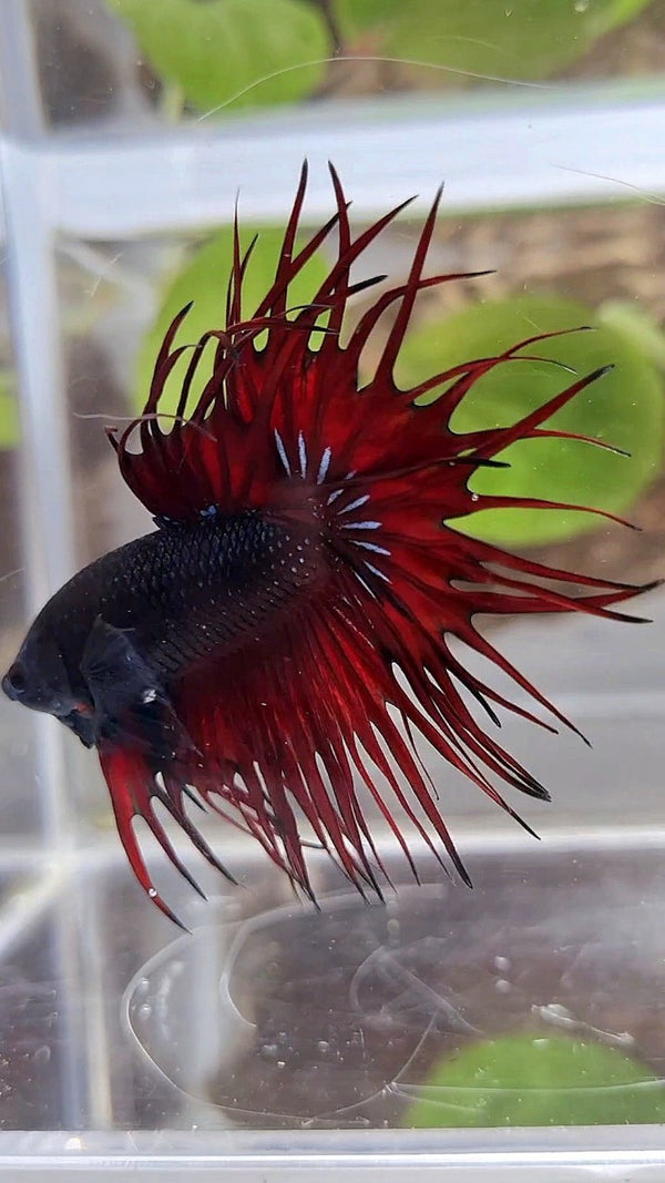 KING CROWNTAIL BLACK RED VAMPIRE BETTA FISH – Rare Betta Fish Store
