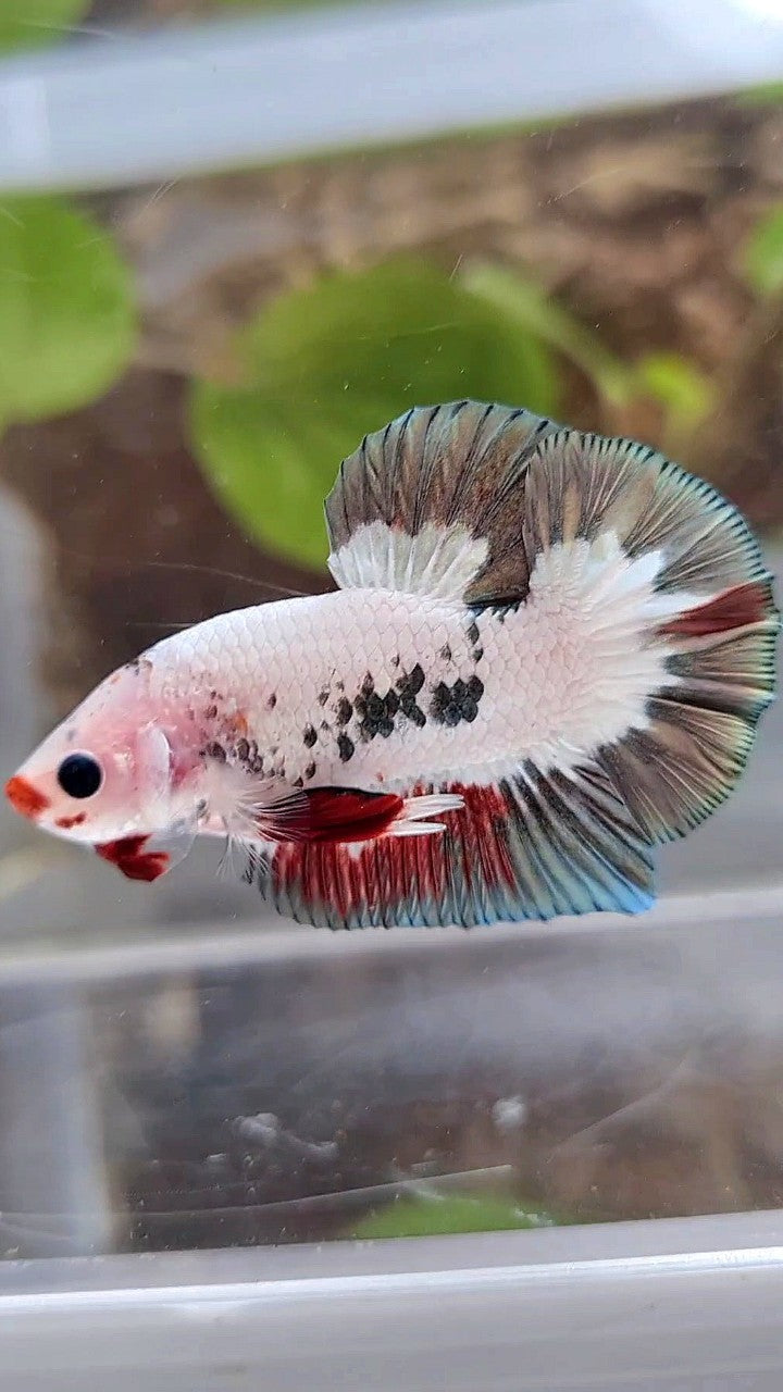 PLAKAT COPPER RIM RED LIPS UNIQUE BETTA FISH