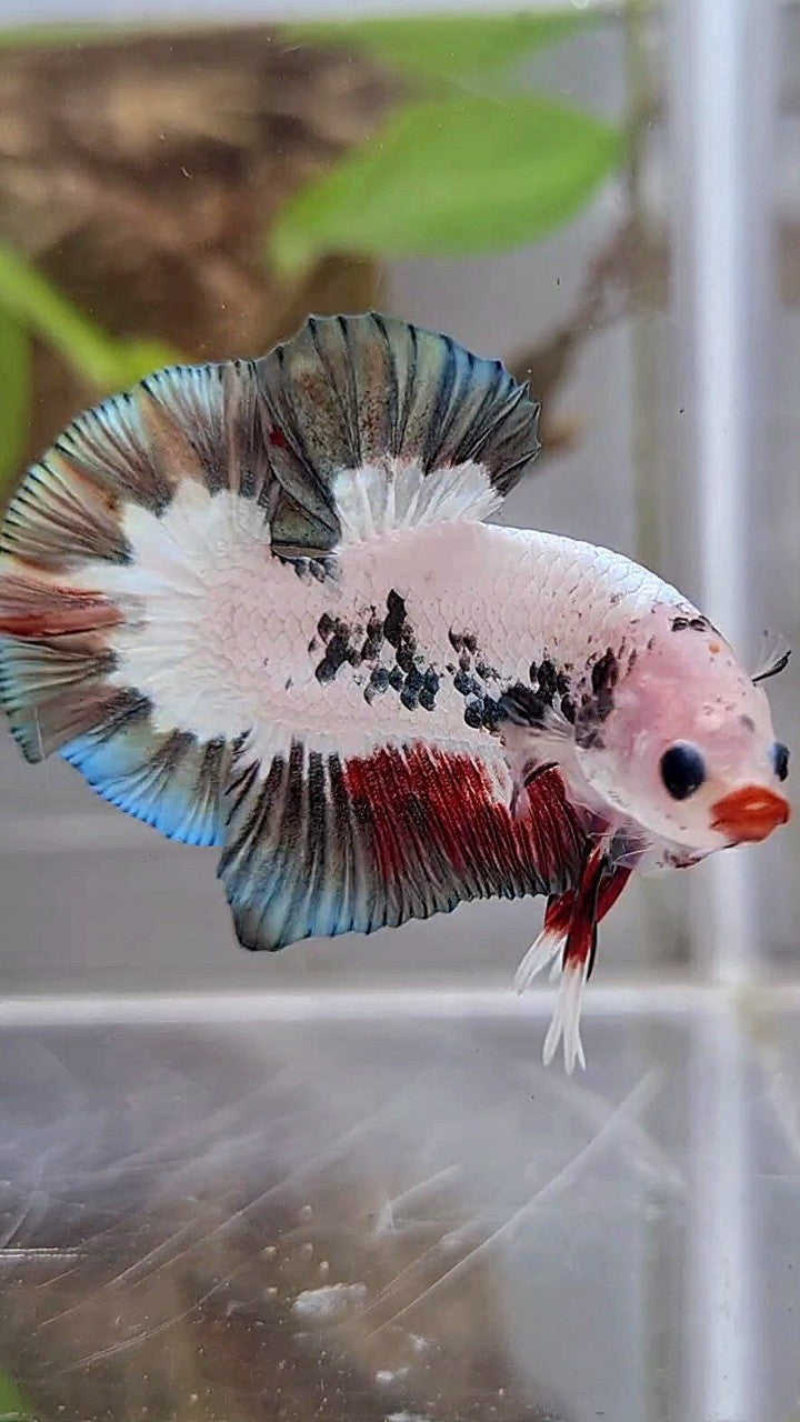 PLAKAT COPPER RIM RED LIPS UNIQUE BETTA FISH