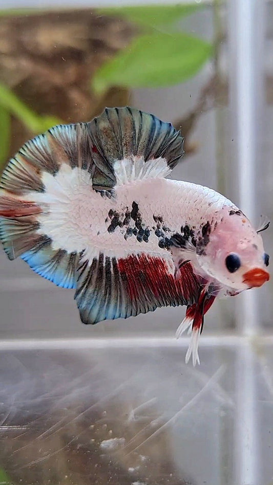 PLAKAT COPPER RIM RED LIPS UNIQUE BETTA FISH