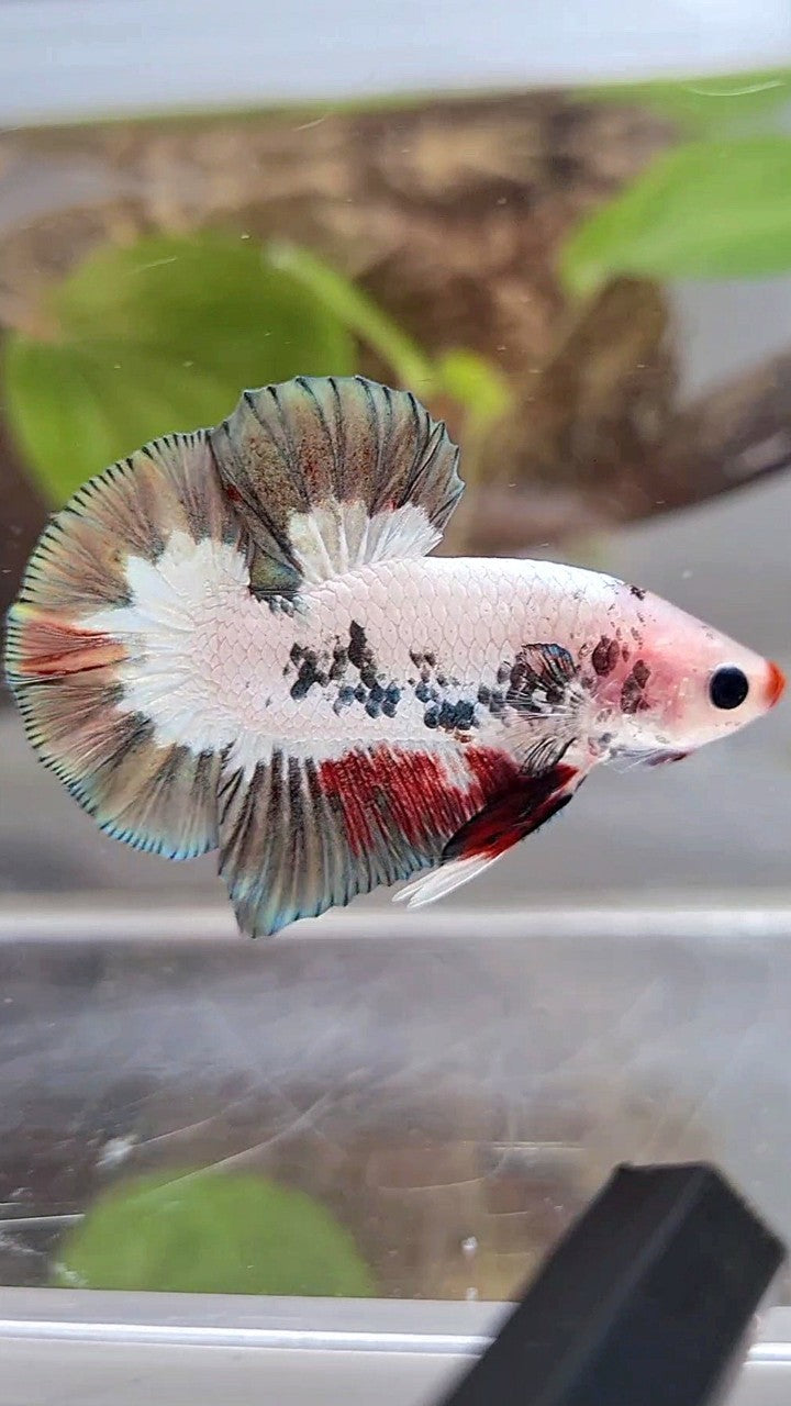 PLAKAT COPPER RIM RED LIPS UNIQUE BETTA FISH