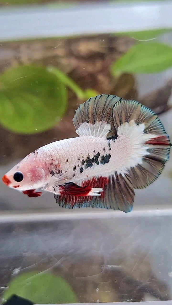PLAKAT COPPER RIM RED LIPS UNIQUE BETTA FISH