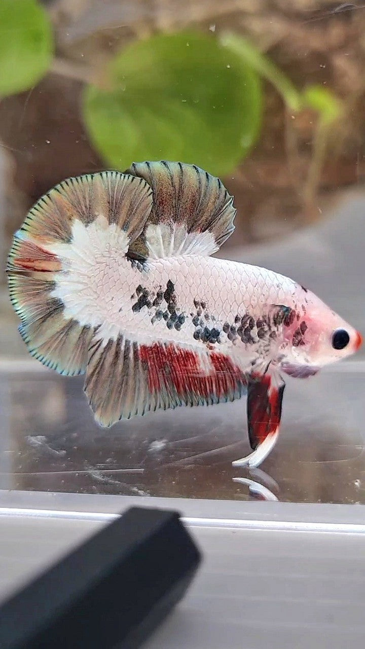 PLAKAT COPPER RIM RED LIPS UNIQUE BETTA FISH