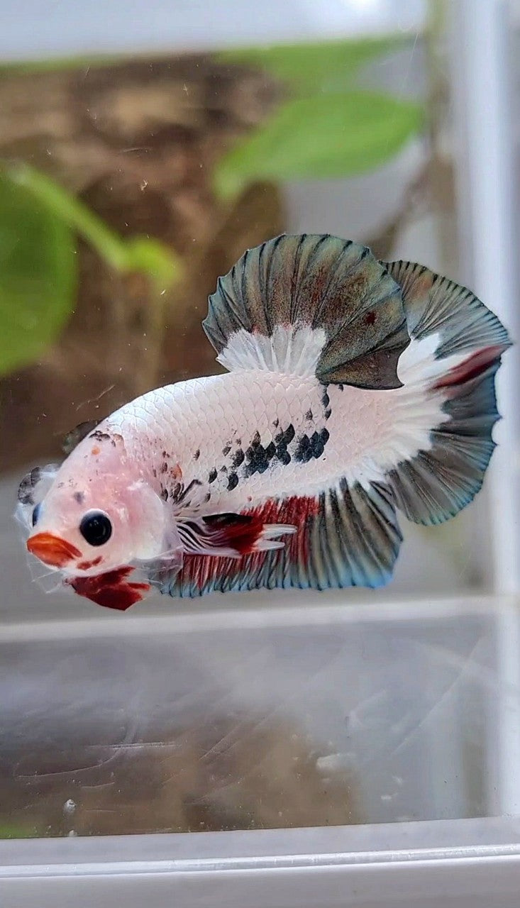 PLAKAT COPPER RIM RED LIPS UNIQUE BETTA FISH