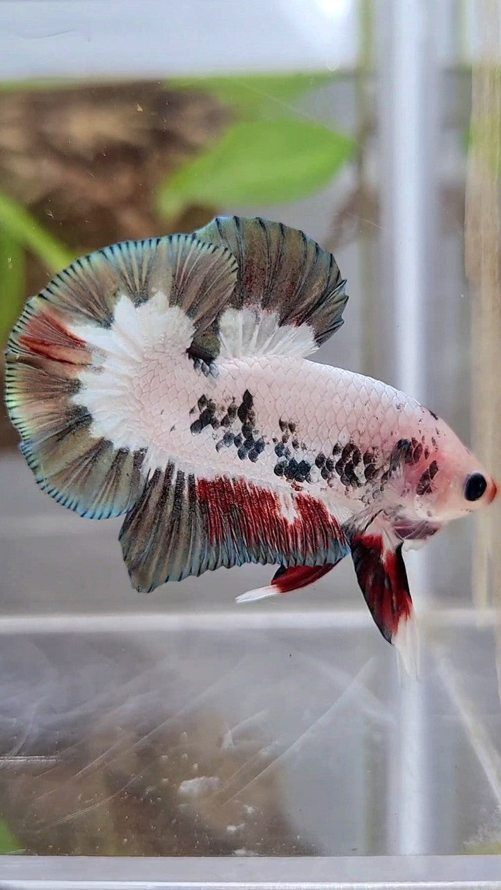 PLAKAT COPPER RIM RED LIPS UNIQUE BETTA FISH