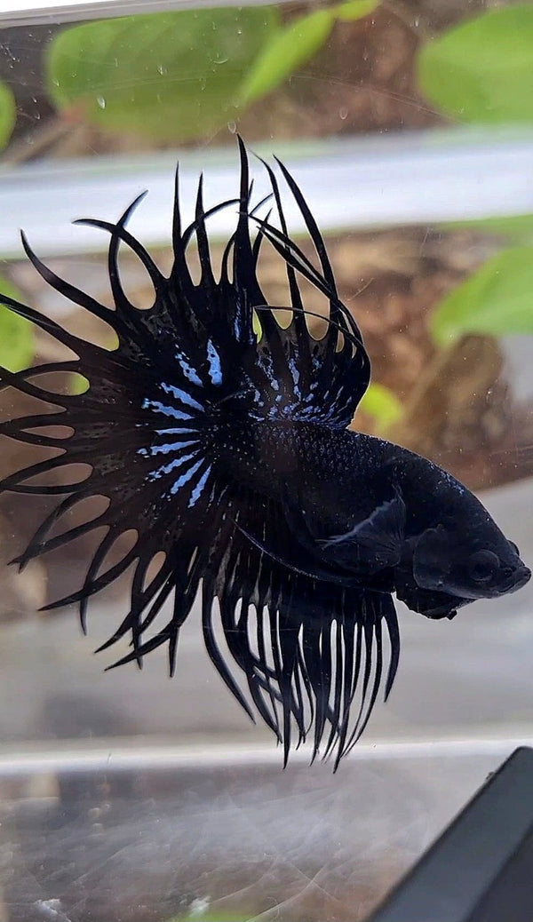LUXURY KING CROWNTAIL SUPER BLACK ORCHID BETTA FISH – Rare Betta Fish Store
