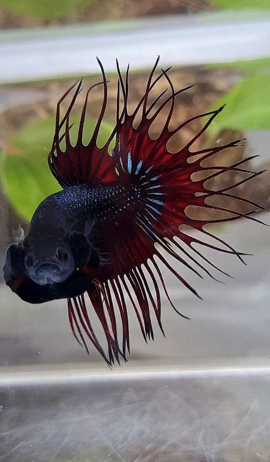 KING CROWNTAIL RED VAMPIRE BLACK BETTA FISH