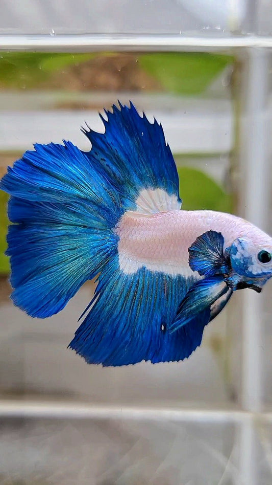 HALFMOON BIG EAR ROSETAIL BLUE RIM BICOLOR BETTA FISH