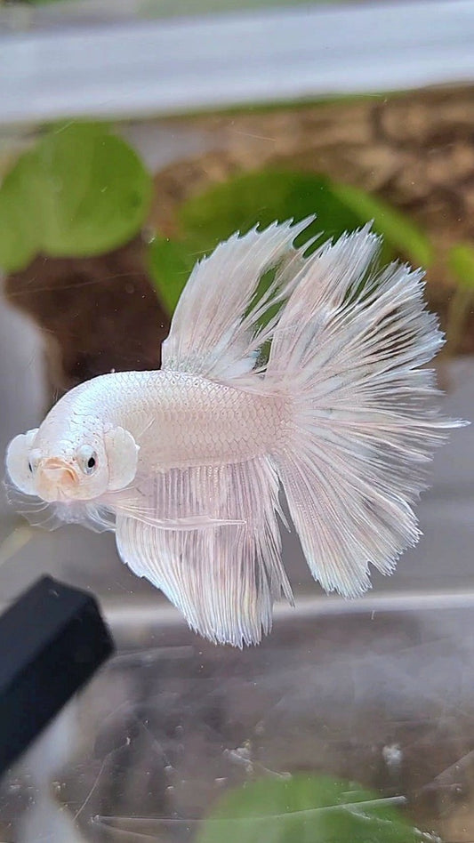 HALFMOON ROSETAIL WHITE SILVER BETTA FISH