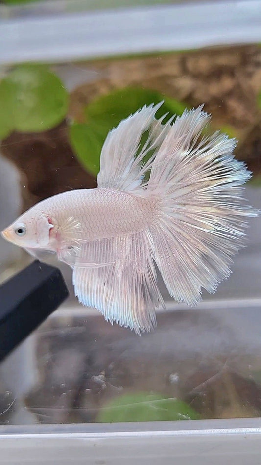 HALFMOON ROSETAIL WHITE SILVER BETTA FISH