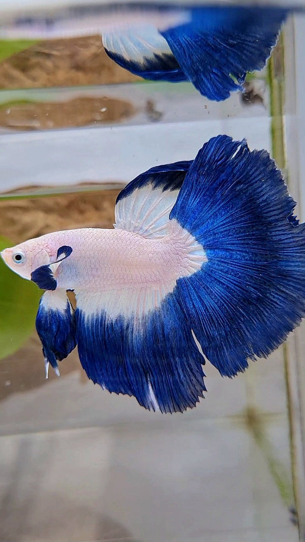 LUXURY HALFMOON BIG EAR ROSETAIL BLUE RIM BICOLOR BETTA FISH – Rare ...