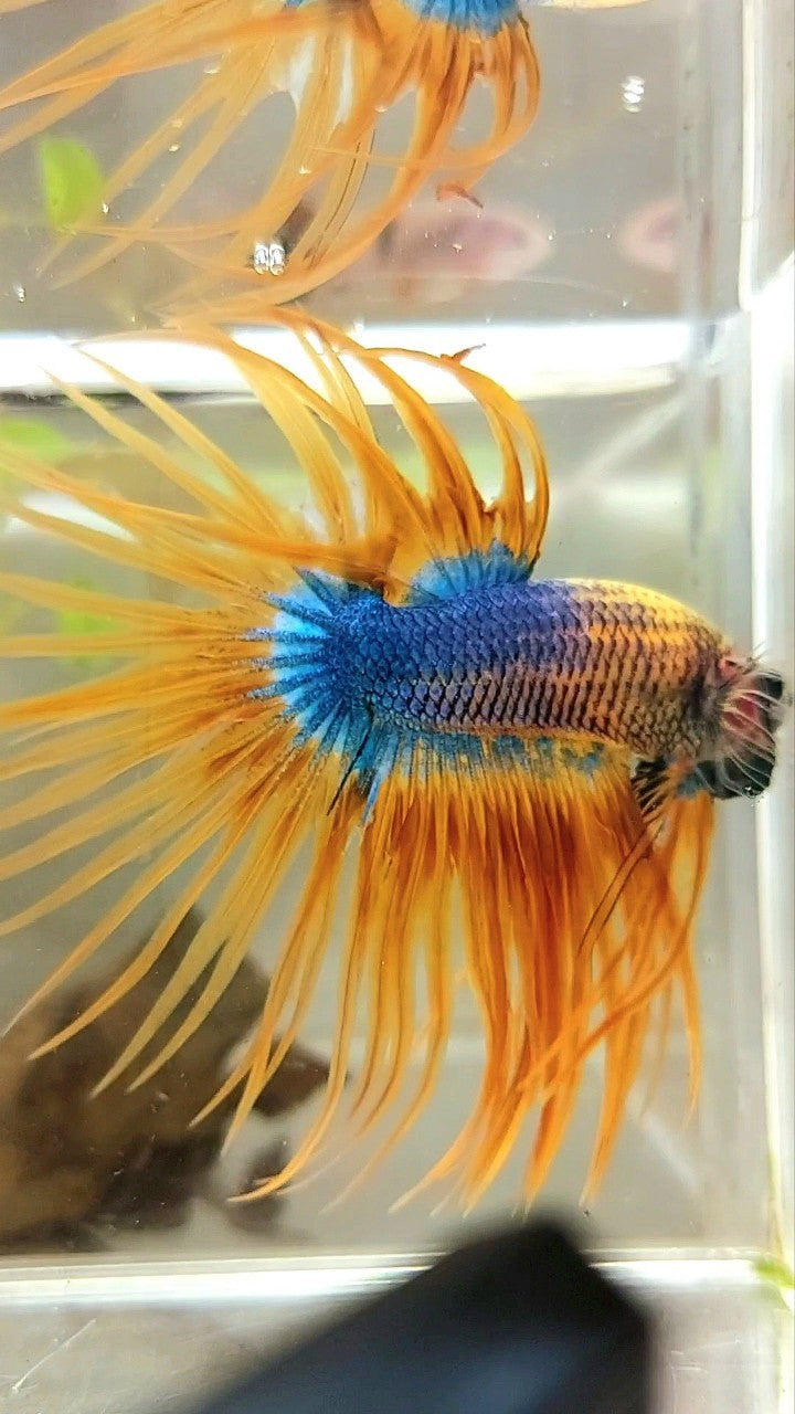 XL CROWNTAIL YELLOW BLUE MASCOT PATTERN BETTA FISH