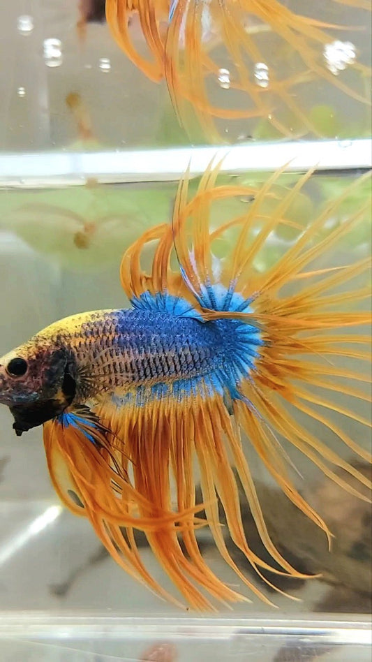 XL CROWNTAIL YELLOW BLUE MASCOT PATTERN BETTA FISH