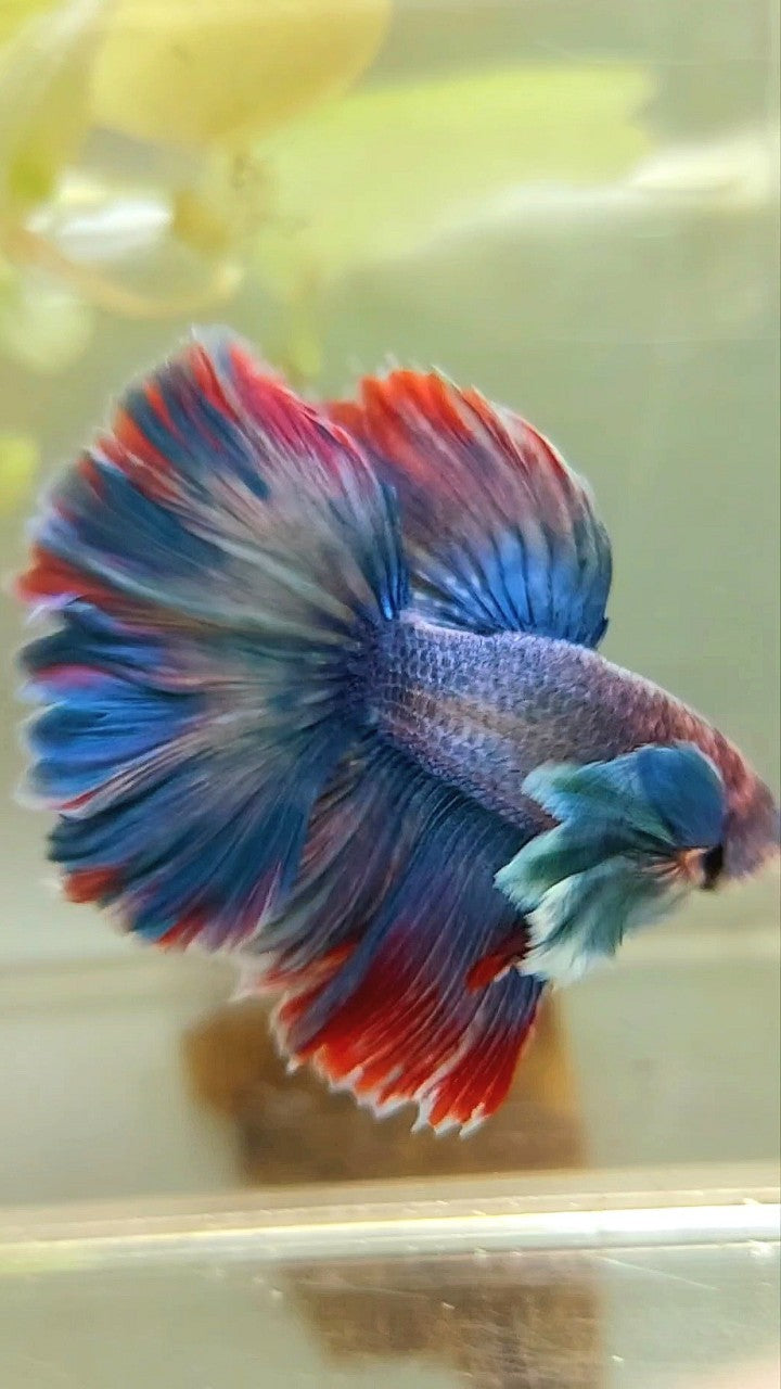 HALFMOON DUMBO EAR BLUE RED GRIZZLE BETTA FISH