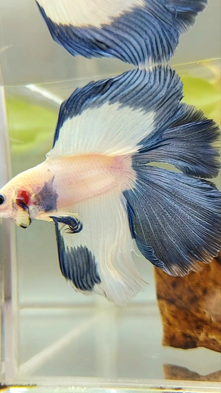 HALFMOON DOUBLE TAIL BETTA FISH MIT BLAUEM RIM