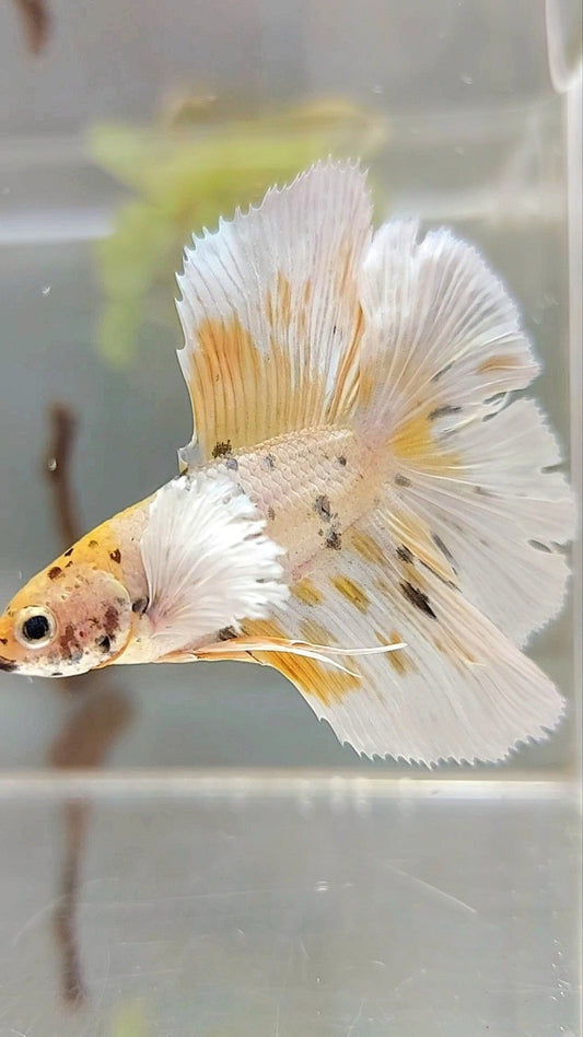 HALFMOON DOUBLE TAIL DUMBO EAR YELLOW TIGER COPPER MULTICOLOR BETTA FISH