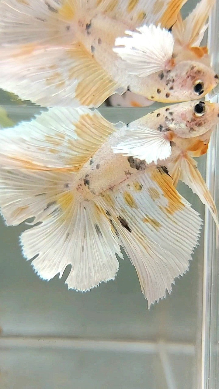 HALFMOON DOUBLE TAIL DUMBO EAR YELLOW TIGER COPPER MULTICOLOR BETTA FISH