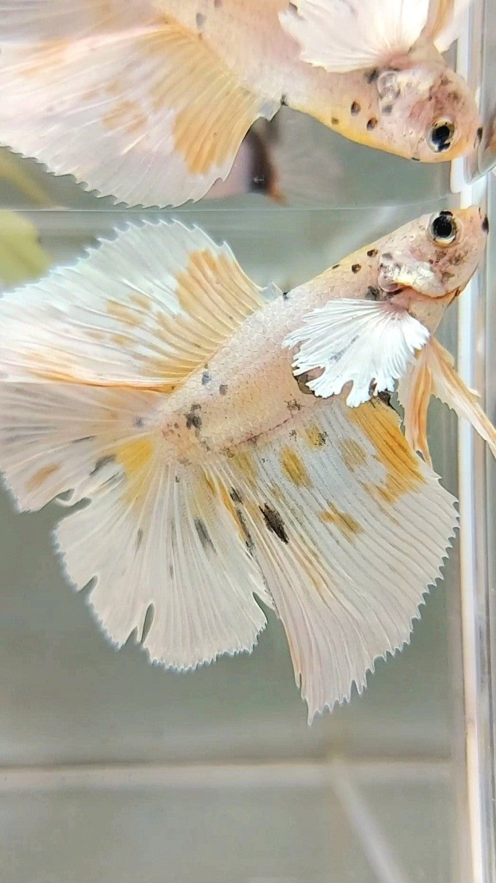 HALFMOON DOUBLE TAIL DUMBO EAR YELLOW TIGER COPPER MULTICOLOR BETTA FISH