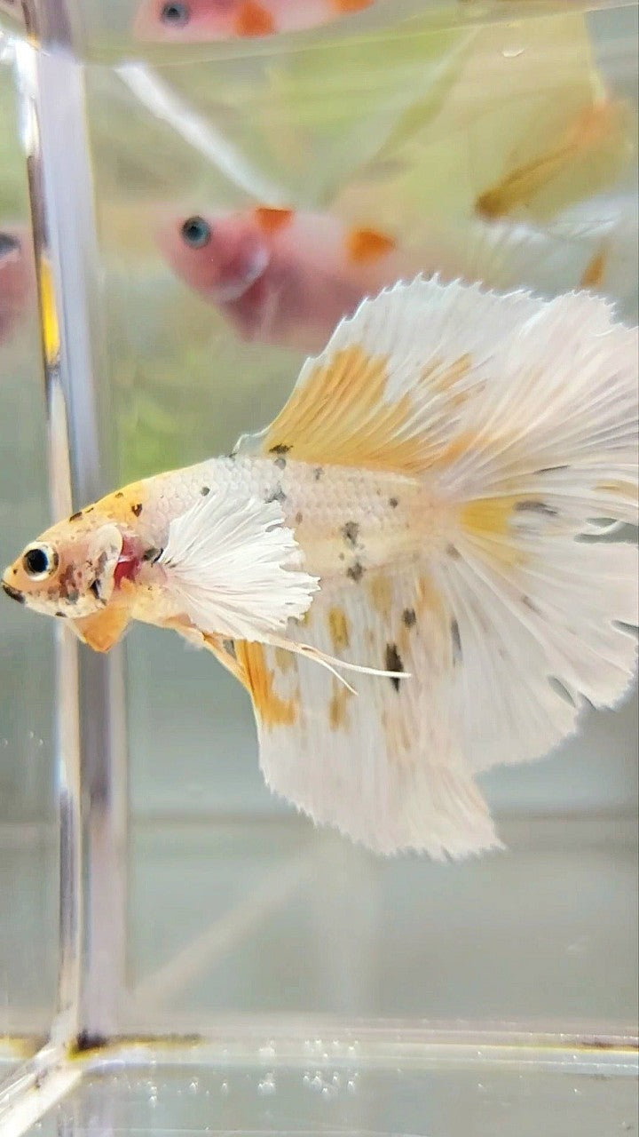 HALFMOON DOUBLE TAIL DUMBO EAR YELLOW TIGER COPPER MULTICOLOR BETTA FISH