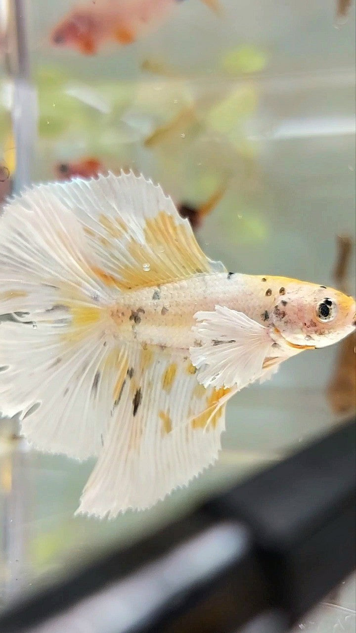 HALBMOND-DOPPELSCHWANZ-DUMBO-OHR-GELBER TIGER-KUPFER-MEHRFARBIGER BETTA-FISCH