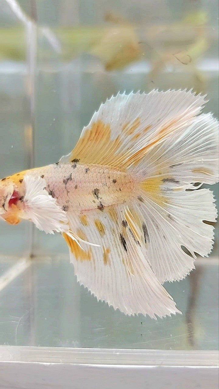 HALFMOON DOUBLE TAIL DUMBO EAR YELLOW TIGER COPPER MULTICOLOR BETTA FISH