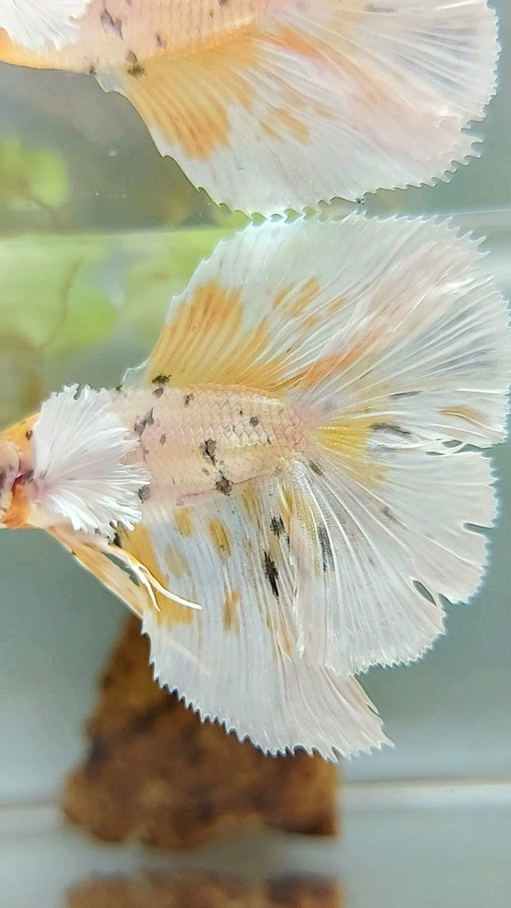 HALFMOON DOUBLE TAIL DUMBO EAR YELLOW TIGER COPPER MULTICOLOR BETTA FISH