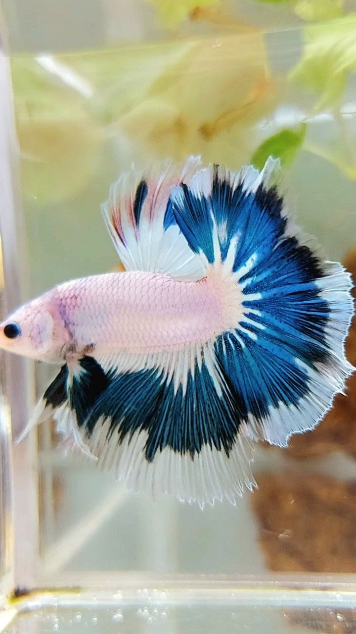 HALFMOON OVERTAIL BLAUER RIM AUSGEFALLENE FARBE EINZIGARTIGER BETTA-FISCH