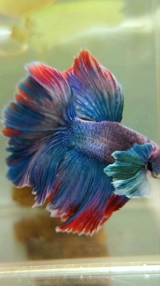 HALFMOON DUMBO OHR BLAUER ROTER GRIZZLE BETTA FISCH