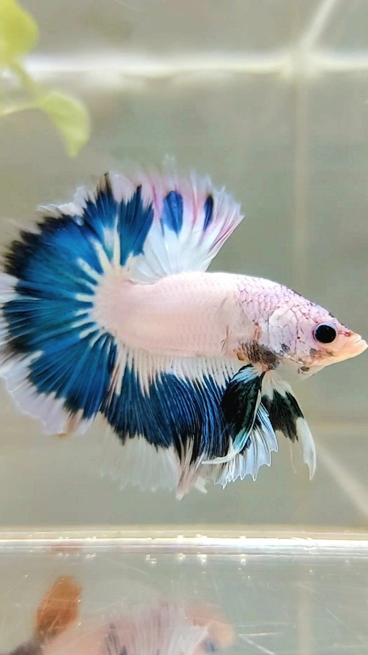 HALFMOON OVERTAIL BLAUER RIM AUSGEFALLENE FARBE EINZIGARTIGER BETTA-FISCH