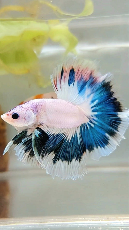 HALFMOON OVERTAIL BLAUER RIM AUSGEFALLENE FARBE EINZIGARTIGER BETTA-FISCH