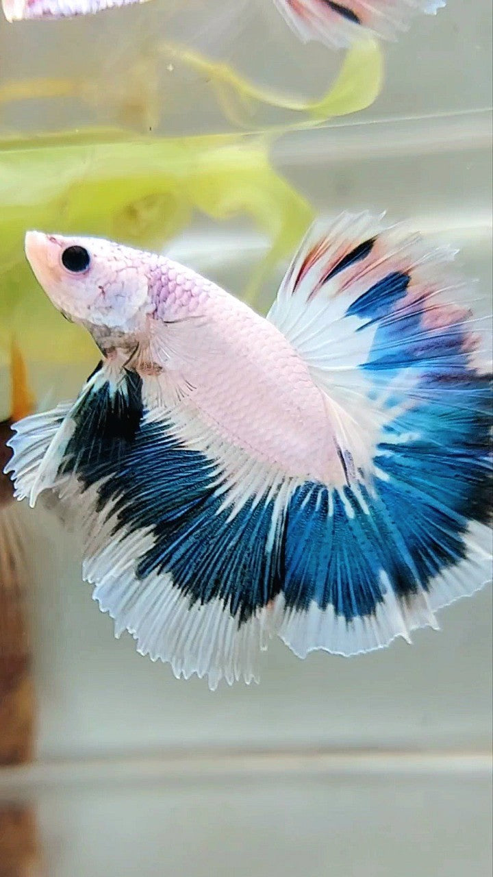 HALFMOON OVERTAIL BLAUER RIM AUSGEFALLENE FARBE EINZIGARTIGER BETTA-FISCH