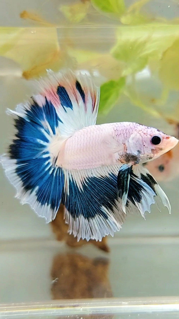 HALFMOON OVERTAIL BLAUER RIM AUSGEFALLENE FARBE EINZIGARTIGER BETTA-FISCH