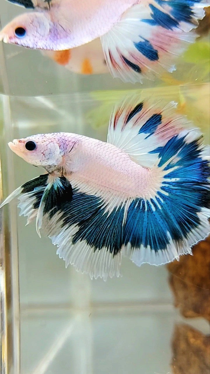 HALFMOON OVERTAIL BLAUER RIM AUSGEFALLENE FARBE EINZIGARTIGER BETTA-FISCH