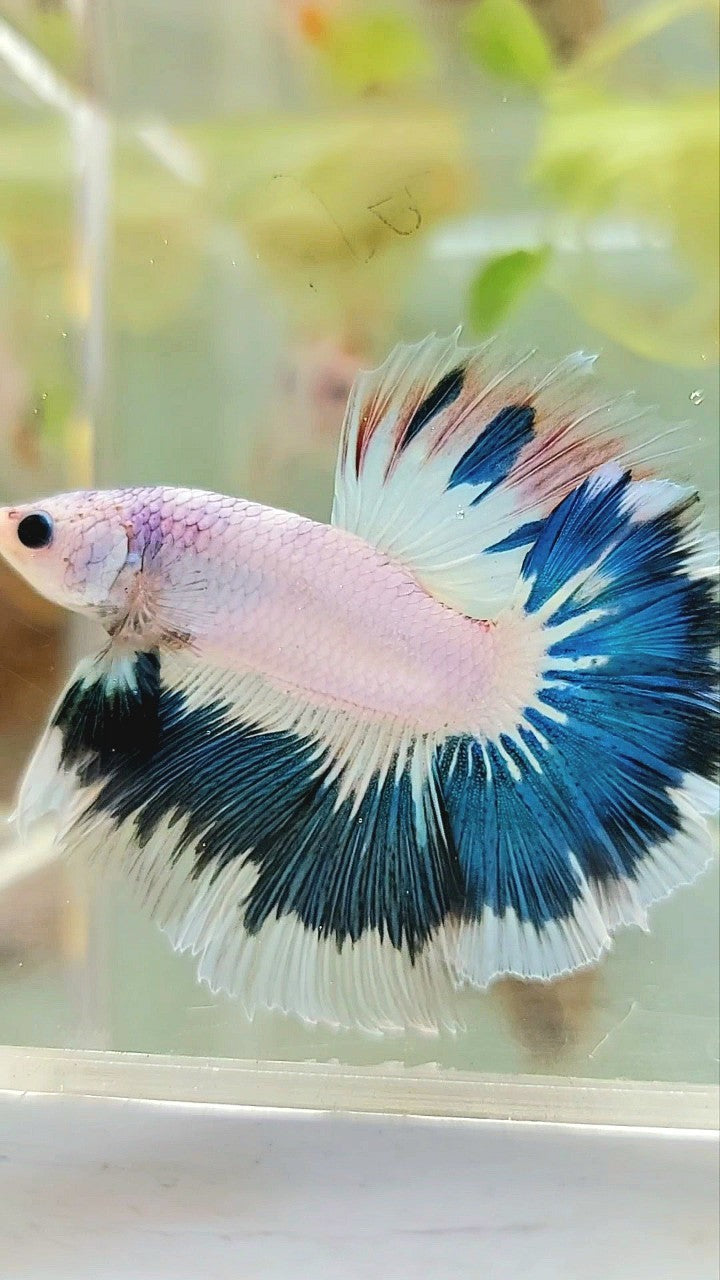 HALFMOON OVERTAIL BLAUER RIM AUSGEFALLENE FARBE EINZIGARTIGER BETTA-FISCH