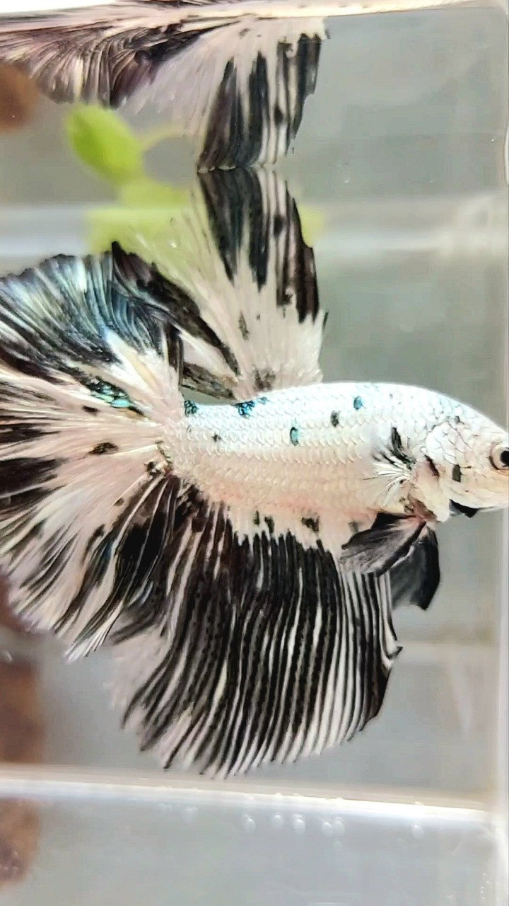 XL HALFMOON WHITE COPPER BLACK PATTERN PANDA BETTA FISH