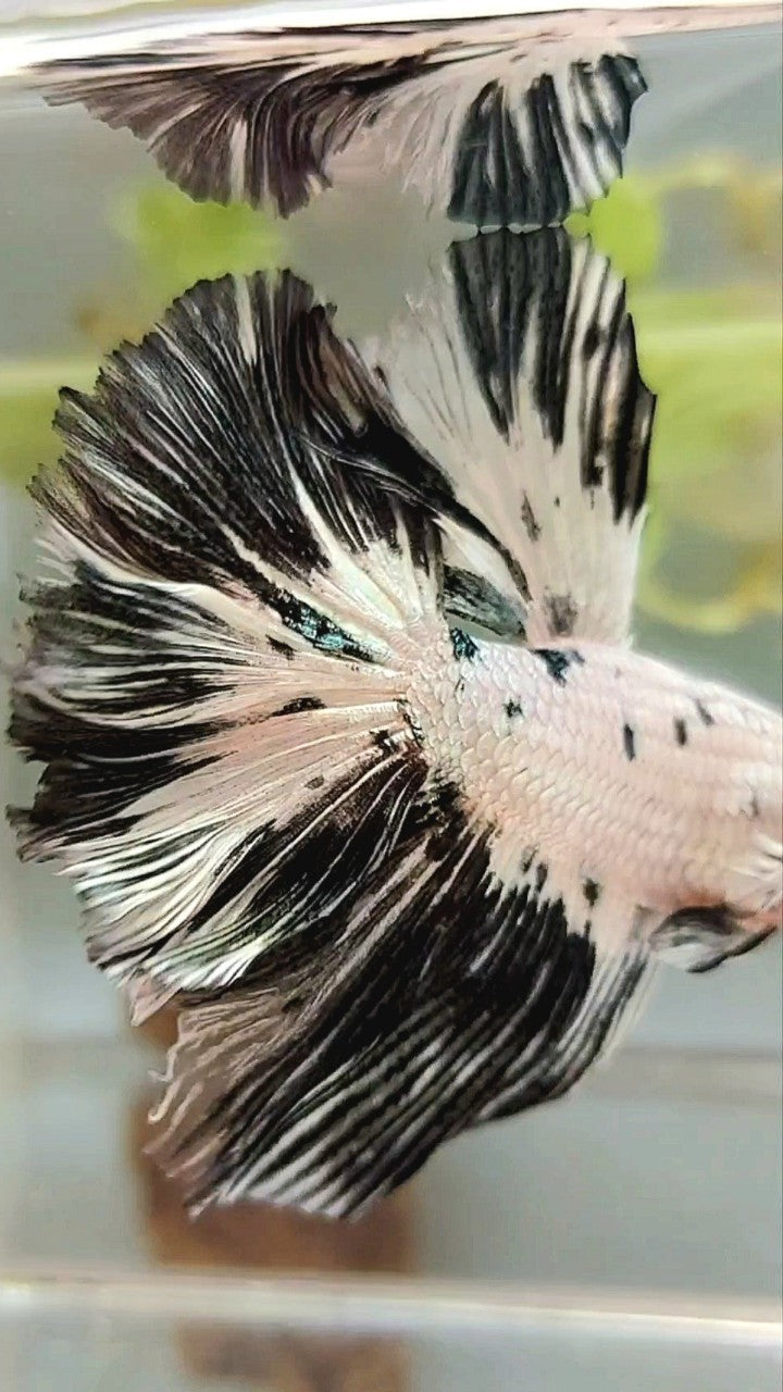 XL HALFMOON WHITE COPPER BLACK PATTERN PANDA BETTA FISH