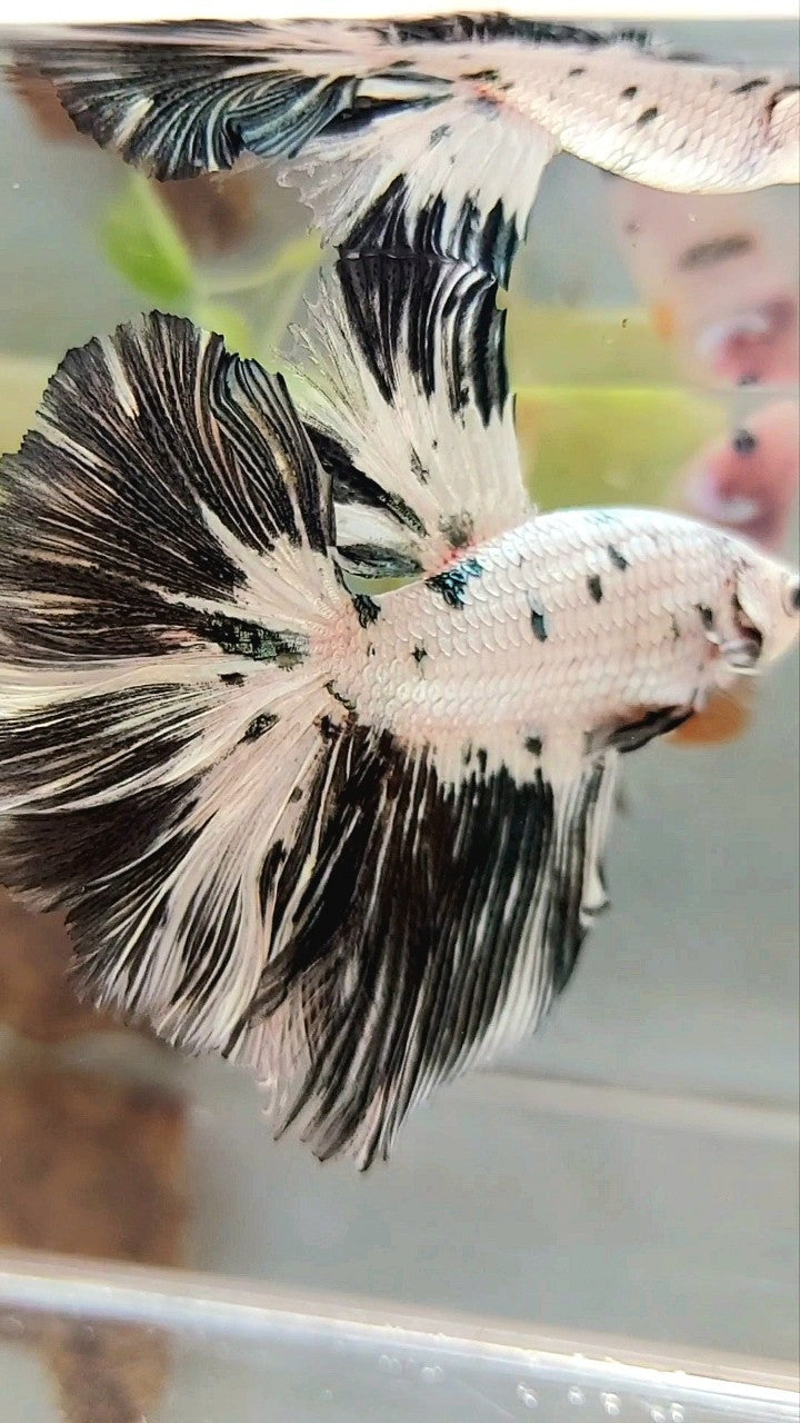 XL HALFMOON WHITE COPPER BLACK PATTERN PANDA BETTA FISH