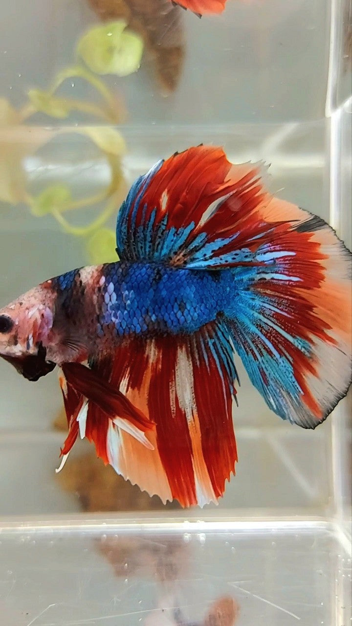 HALFMOON BLUE FIRE BAREFACE EINZIGARTIGER MEHRFARBIGER BETTA-FISCH