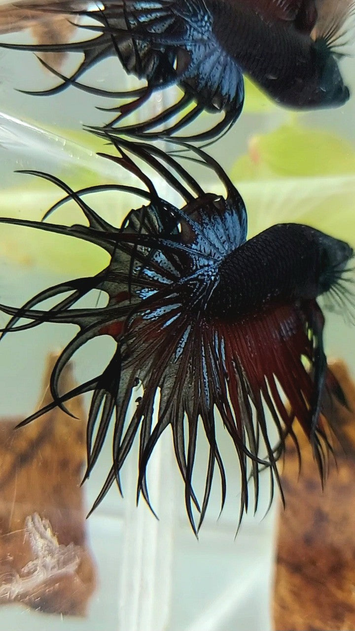 KING CROWNTAIL BLACK ORCHID VAMPIRE BETTA FISH