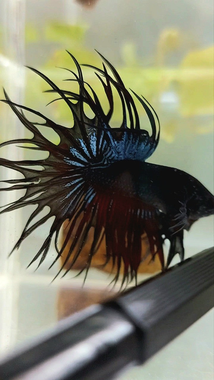 KING CROWNTAIL BLACK ORCHID VAMPIRE BETTA FISH