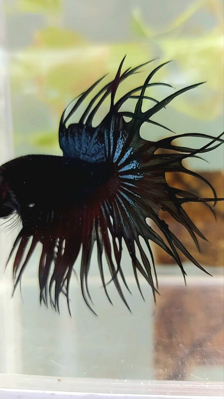 KING CROWNTAIL BLACK ORCHID VAMPIRE BETTA FISH