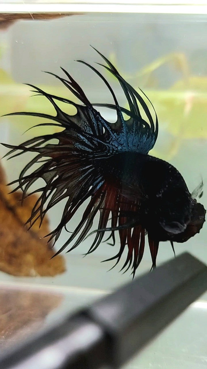 KING CROWNTAIL BLACK ORCHID VAMPIRE BETTA FISH