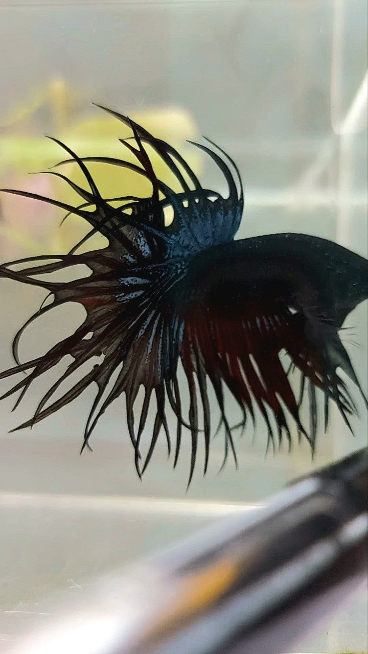 KING CROWNTAIL BLACK ORCHID VAMPIRE BETTA FISH