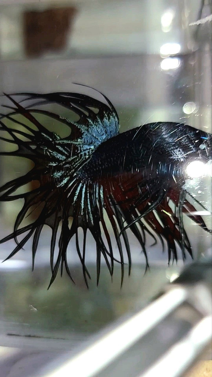 KING CROWNTAIL BLACK ORCHID VAMPIRE BETTA FISH